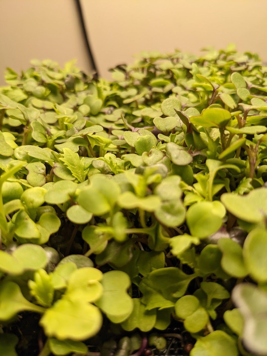 Microgreens: Automation