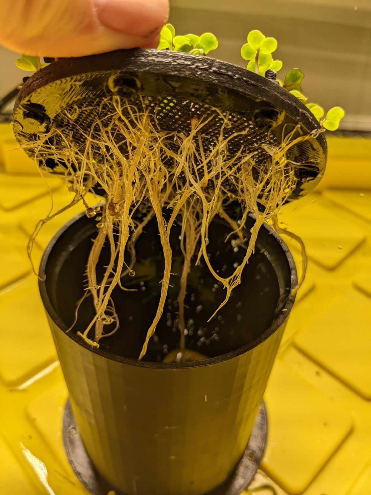 Microgreens: Automation Mini